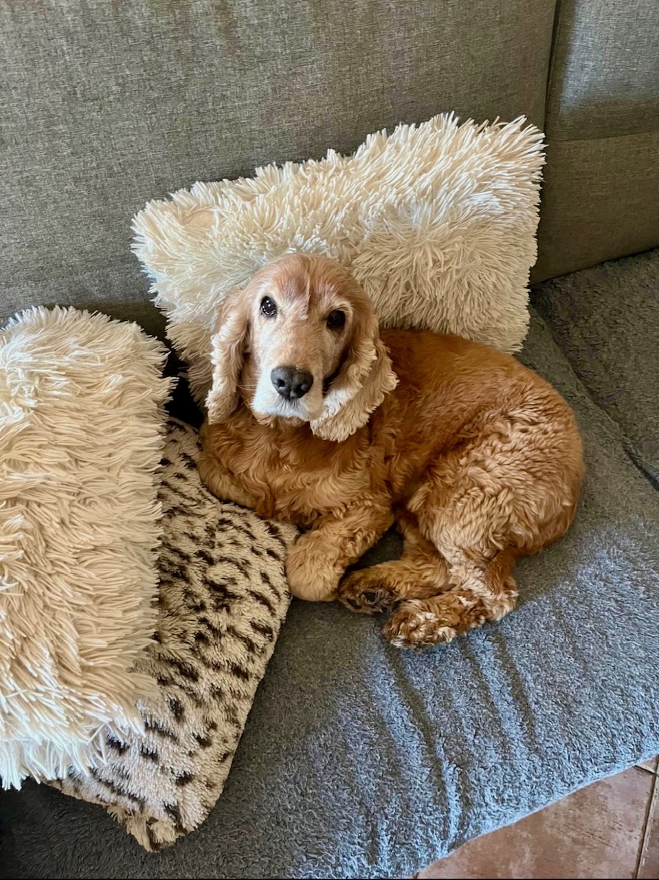 pension canine grasse