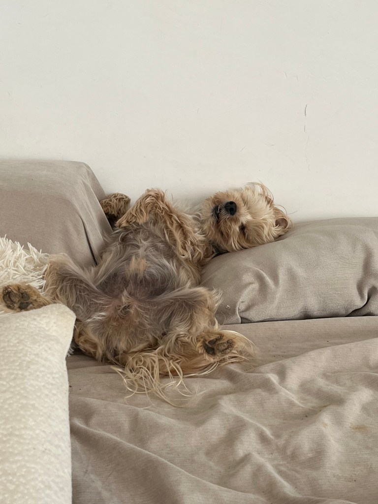 pension canine près de chez moi