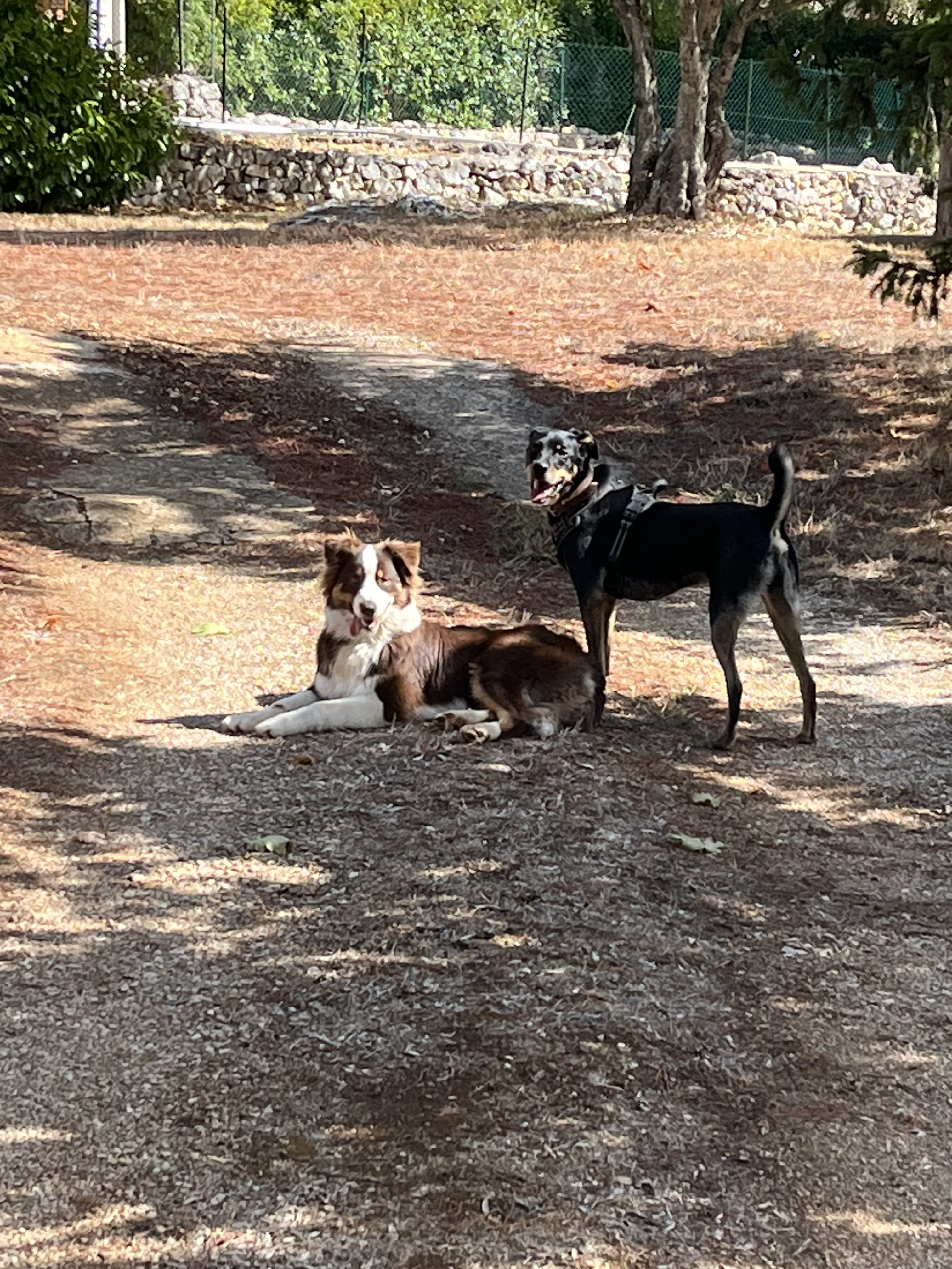 pension canine près de chez moi