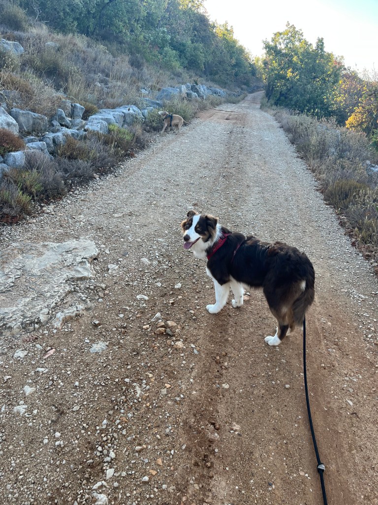visites à domicile pour chien saint cézaire sur siagne