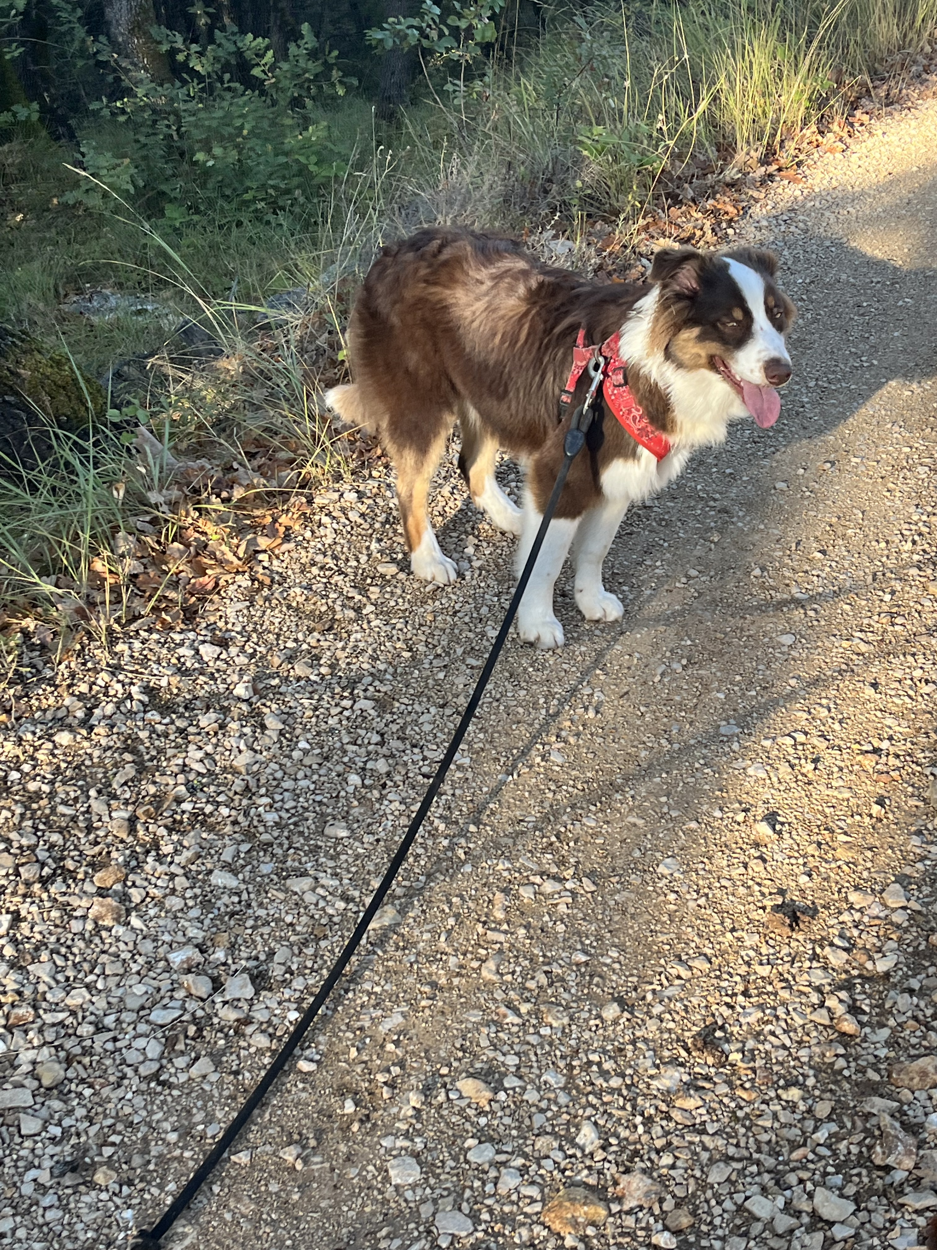 petsitter peyneinade