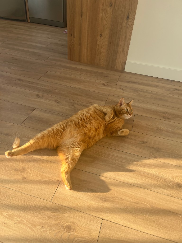 petsitter montauroux