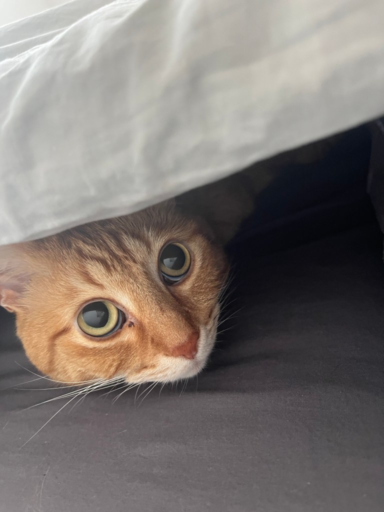 pension canine grasse