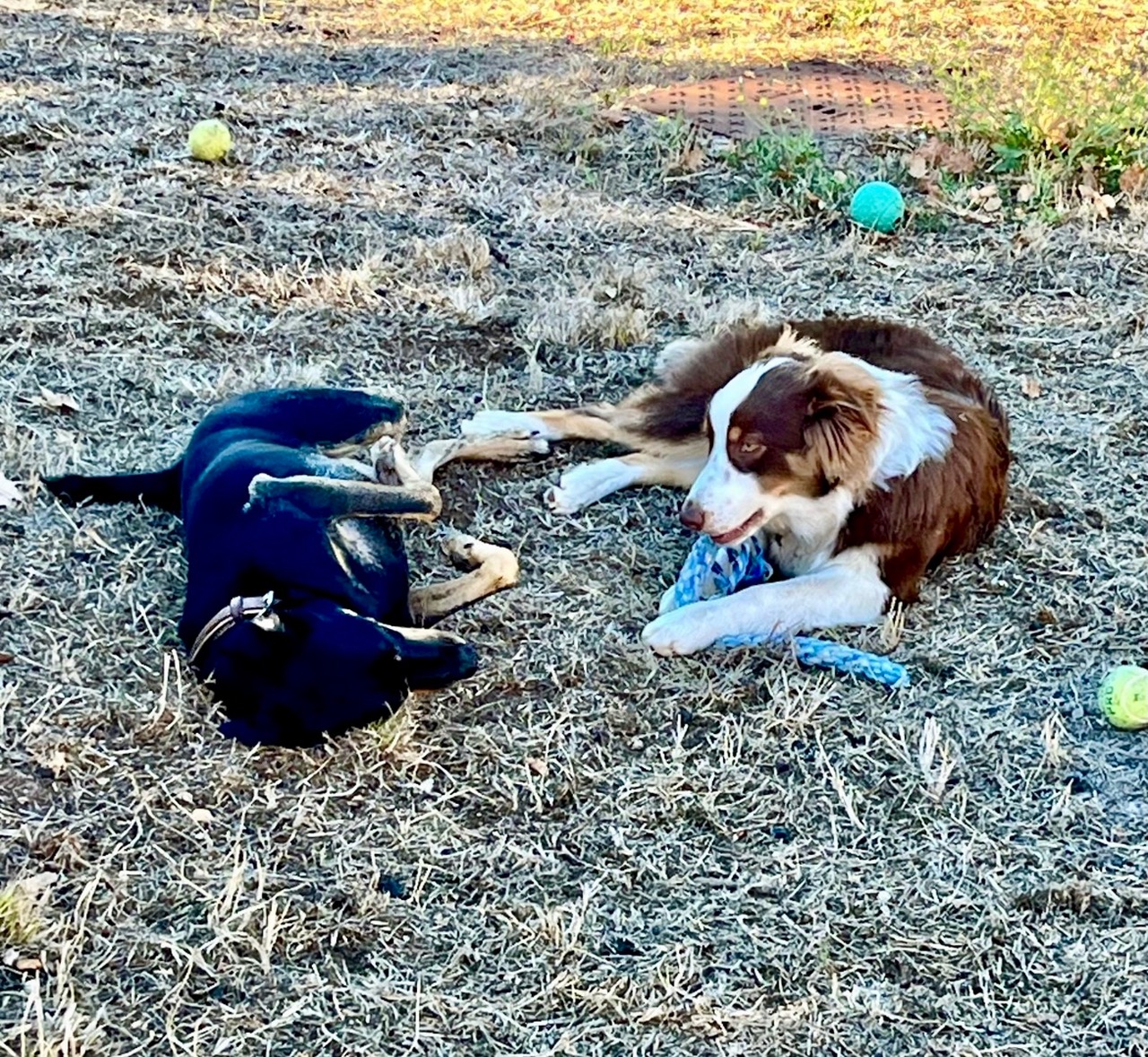 faire garder son chien peymeinade