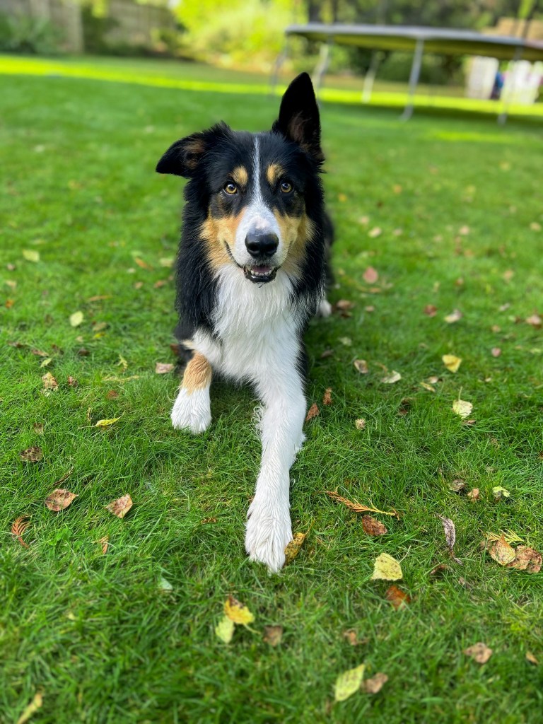 pension canine peymeinade