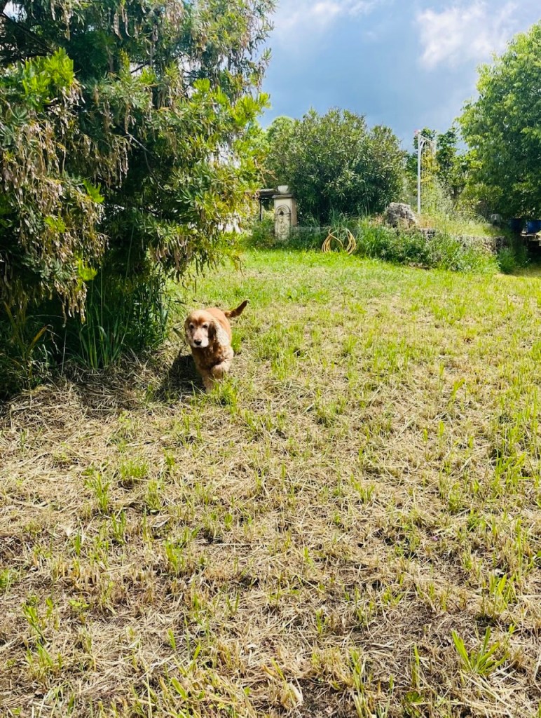 pension pour chien 06