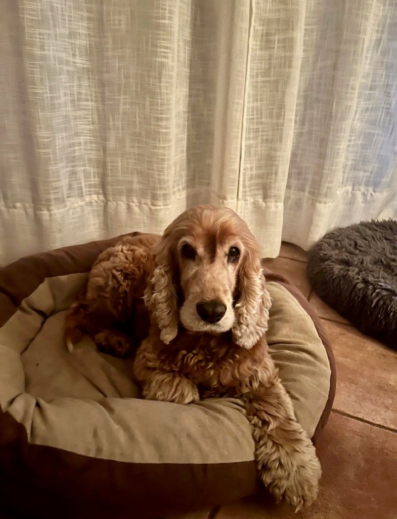 pension canine saint vallier